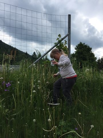 Auf der Blumenwiese hinterm Haus